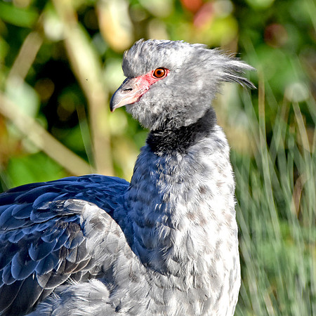 Southern screamer