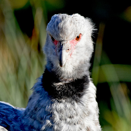 Southern screamer