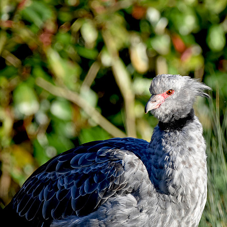 Southern screamer