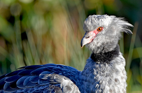 Southern screamer