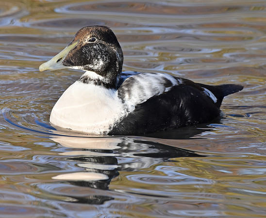 Eider Duck, juvenile male