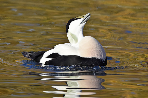 Eider Duck, male