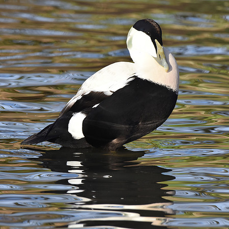 Eider Duck, male