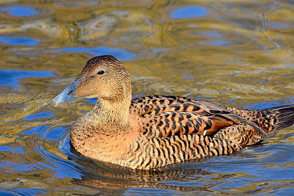 Eider Duck, female
