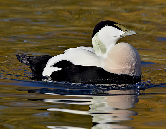 Eider Duck, male