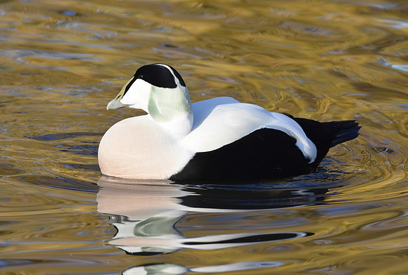 Eider Duck, male