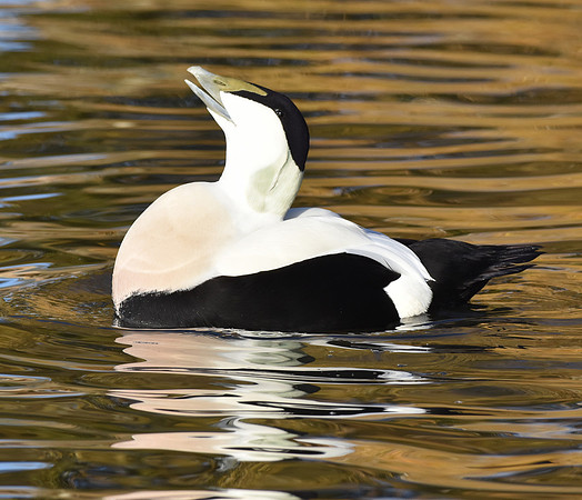 Eider Duck, male