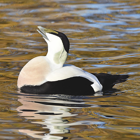 Eider Duck, male