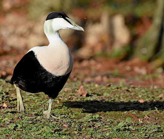 Eider Duck, male