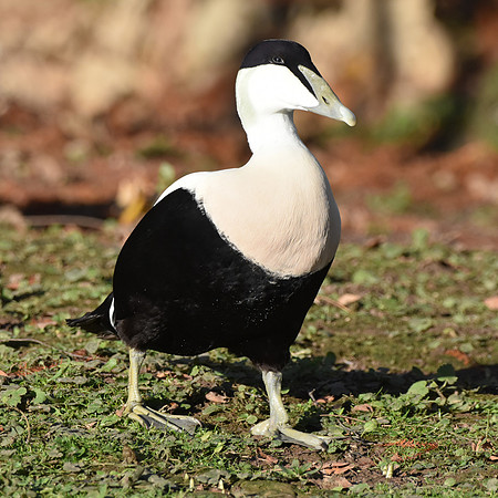 Eider Duck, male