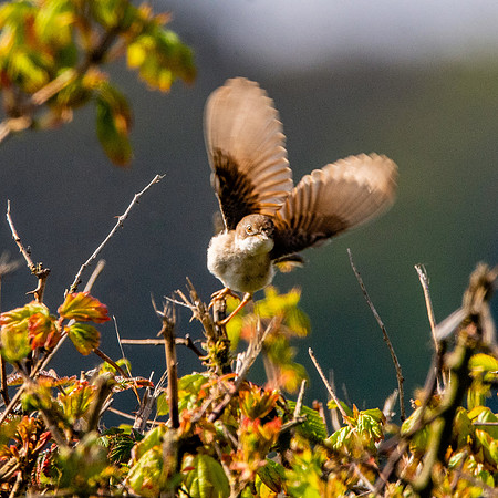 Common whitethroat