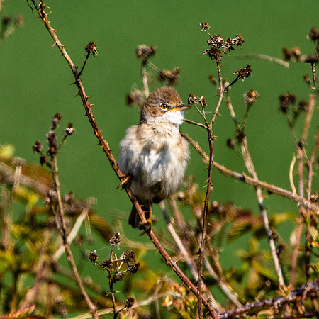 Common whitethroat