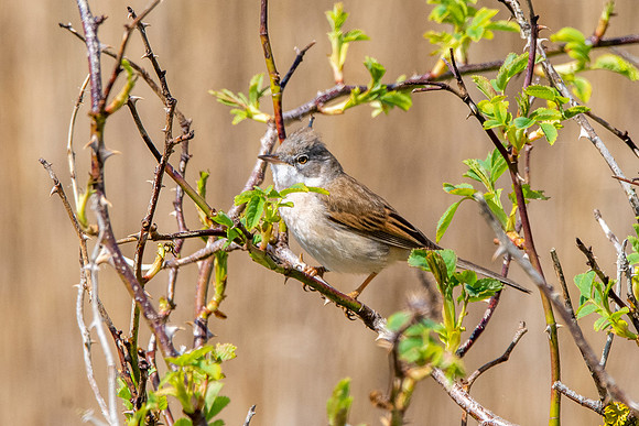 Common whitethroat