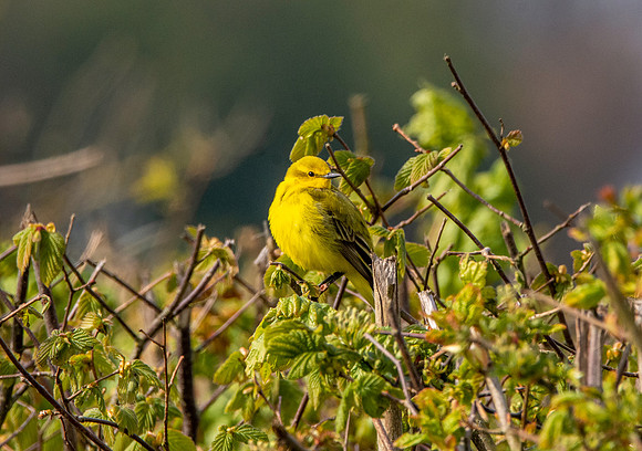 Yellow wagtail