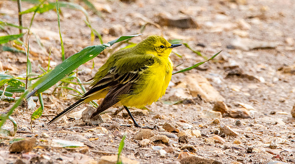 Yellow wagtail