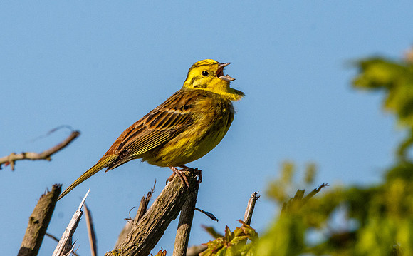 Yellowhammer