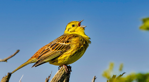 Yellowhammer