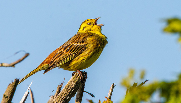 Yellowhammer