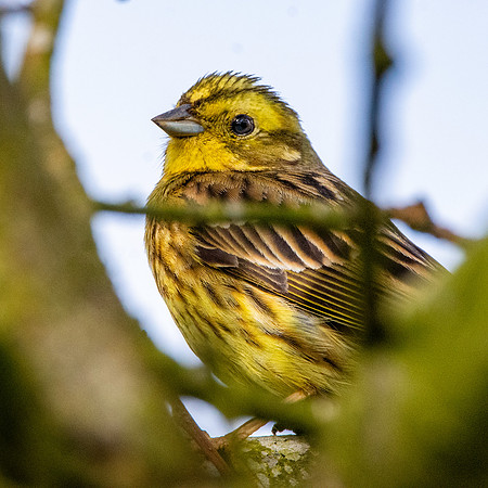 Yellowhammer