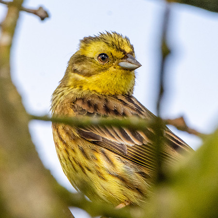 Yellowhammer