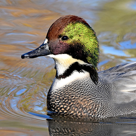 Falcated duck