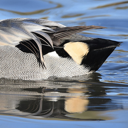 Falcated duck