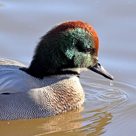Falcated duck