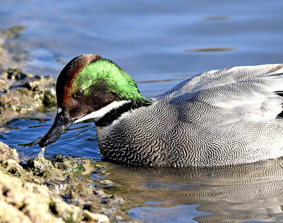 Falcated duck