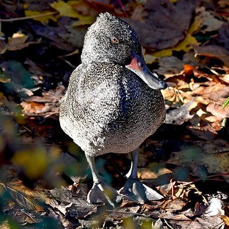 Freckled duck