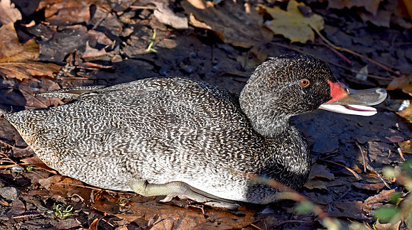 Freckled duck