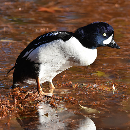 Barrow's goldeneye