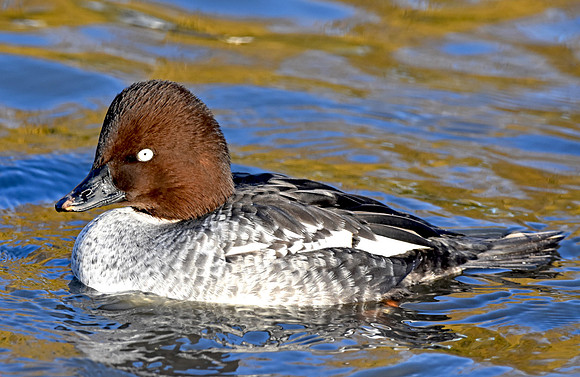 Goldeneye, female