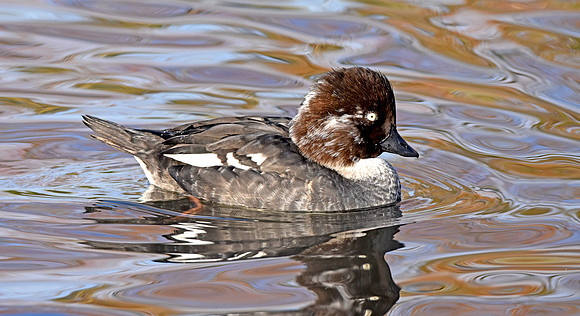 Goldeneye, female