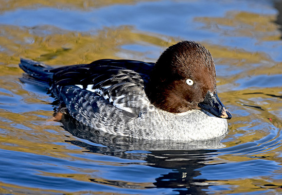 Goldeneye, female