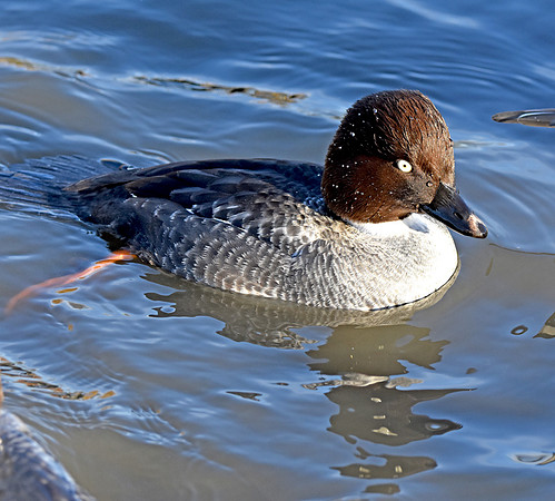 Goldeneye, female