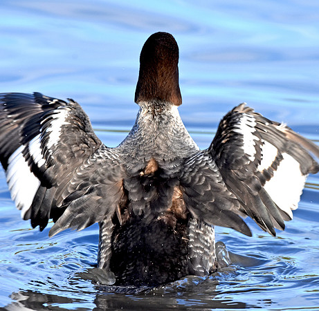 Goldeneye, female