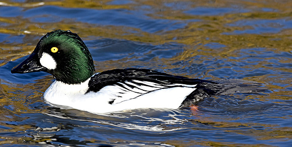 Goldeneye, male