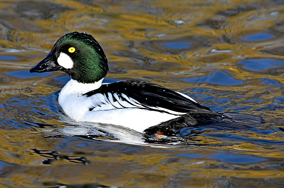 Goldeneye, male