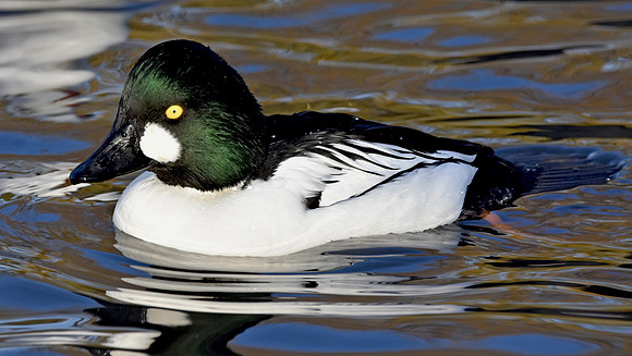 Goldeneye, male