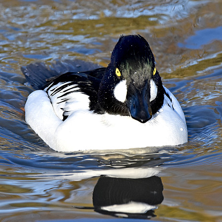Goldeneye, male