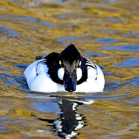 Goldeneye, male