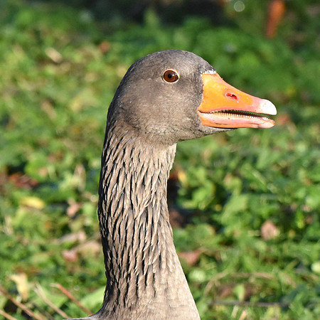 Greylag goose