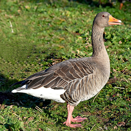Greylag goose