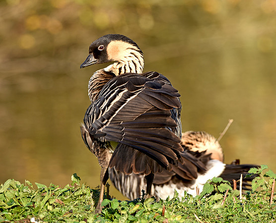 Hawaiian Nene Goose