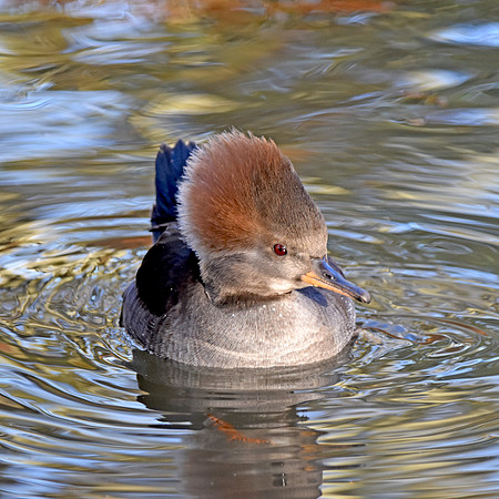 Hooded merganser, female