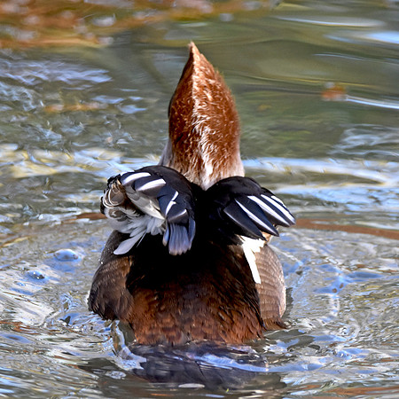 Hooded merganser, female