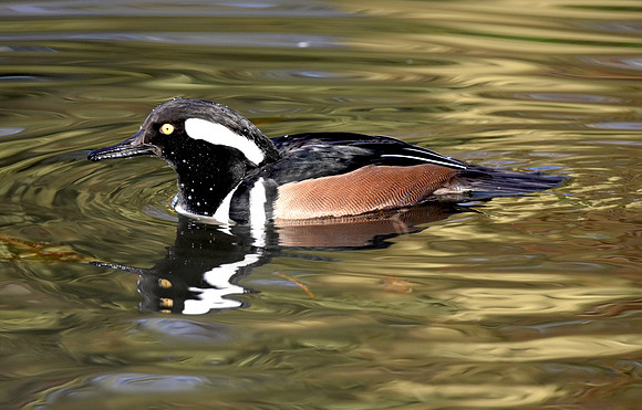 Hooded merganser, male
