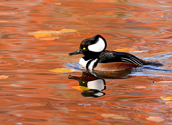 Hooded merganser, male