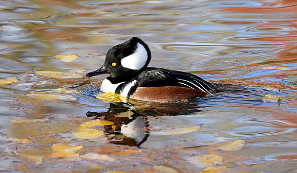 Hooded merganser, male