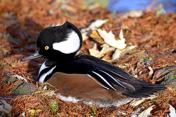 Hooded merganser, male